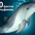 More information about "Книга “100 фактов о дельфинах”"